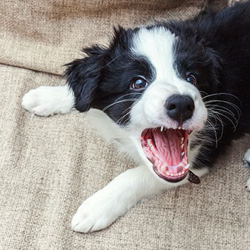 Perché i cani piccoli abbaiano più spesso? | Frontline